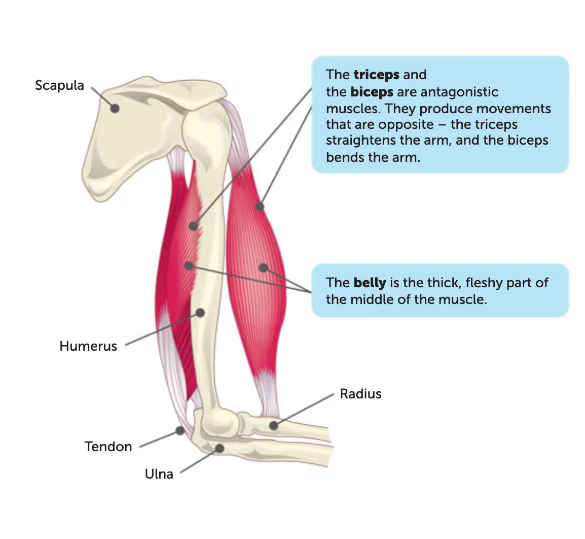 <ul><li><p>The thick, fleshy middle part of the muscle between the origin and insertion.</p></li><li><p>this is the part that contracts and generates movement.</p></li></ul><p></p>