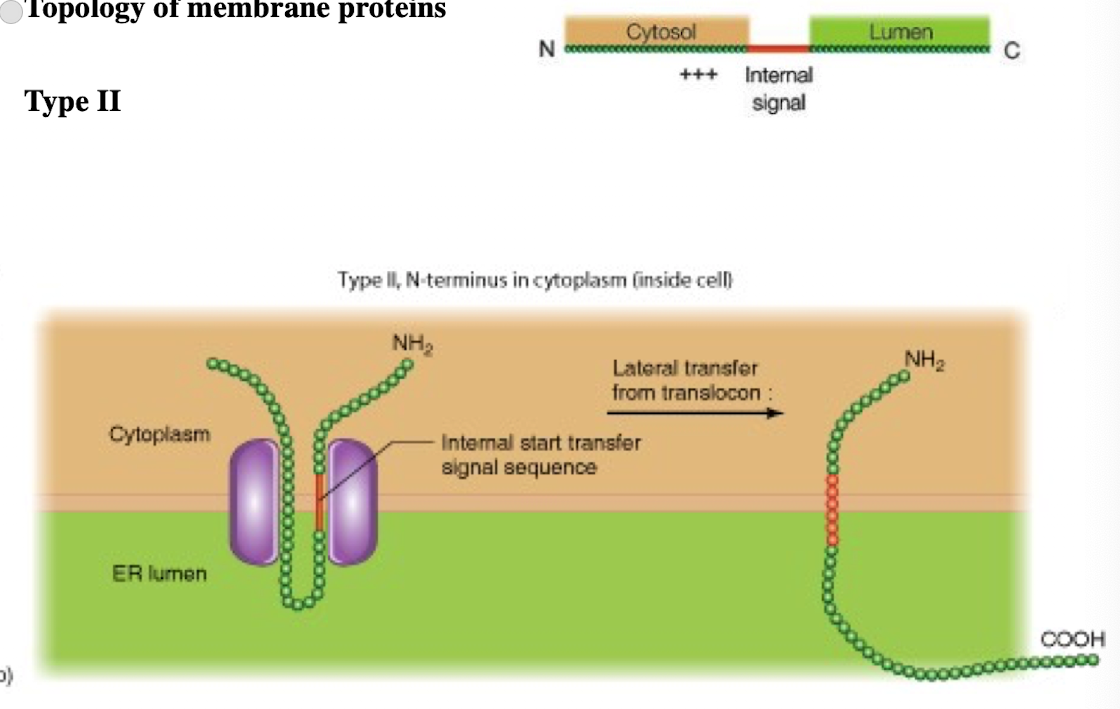 <ul><li><p>N-terminus in cytoplasm (inside cell)</p></li><li><p>single pass</p></li><li><p>C-terminus in  lumen </p></li><li><p>Internal signal-anchor sequence with (+) charged amino acids before internal sequence</p></li></ul><p></p>