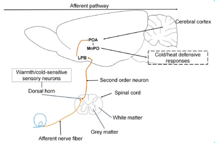 <p>Thermoreceptor 1st order neuron —&gt; <mark data-color="red">Warm </mark>or <mark data-color="blue">cold </mark>sensitive sensory neurons are activated —&gt; 2nd order neuron —&gt; <strong>lateral parabrachial nucleus</strong> —&gt; <strong>preoptic</strong> area of the hypothalamus —&gt; <strong>median preoptic </strong>nucleus</p>