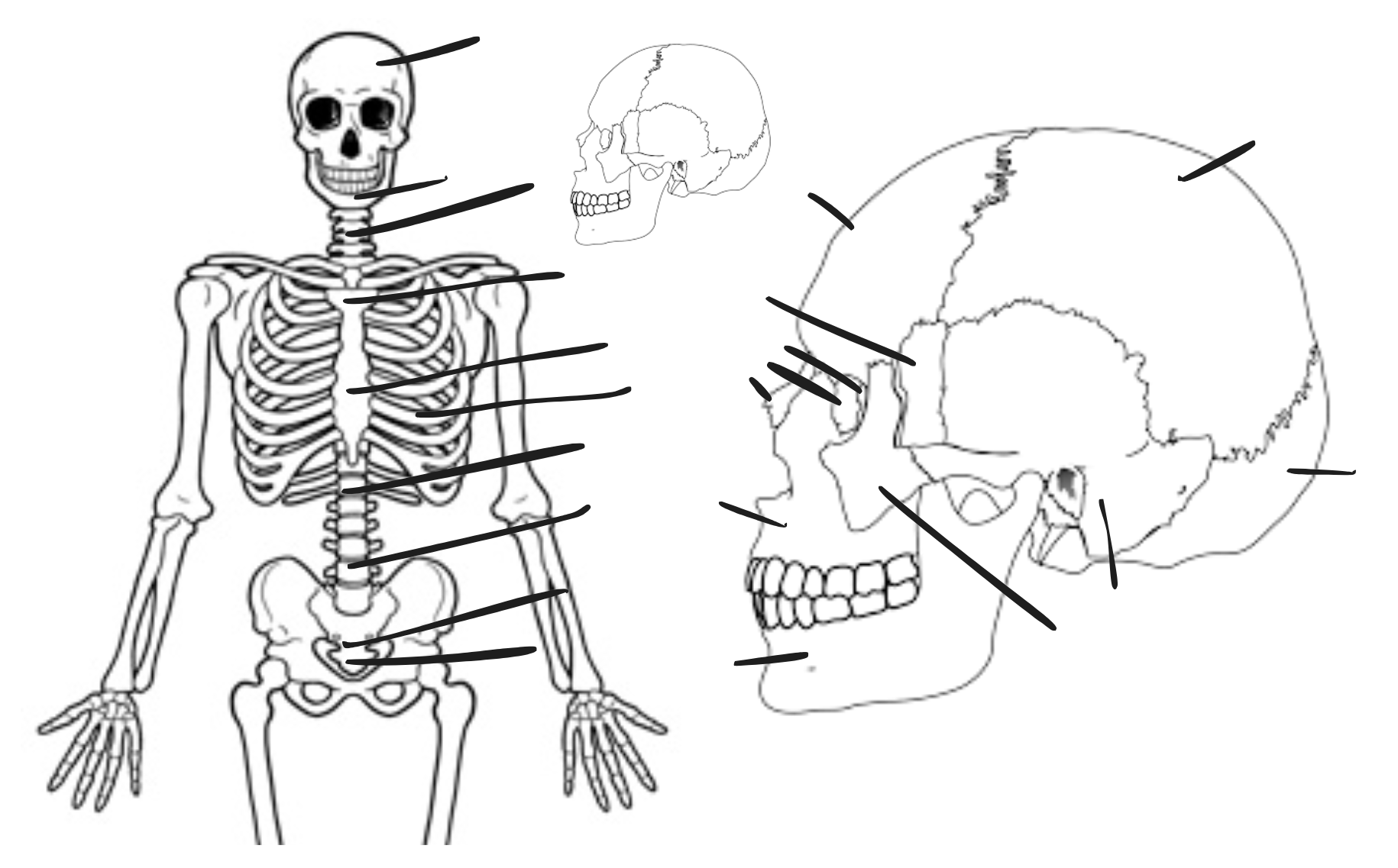 <p>Axial skeleton bones </p>