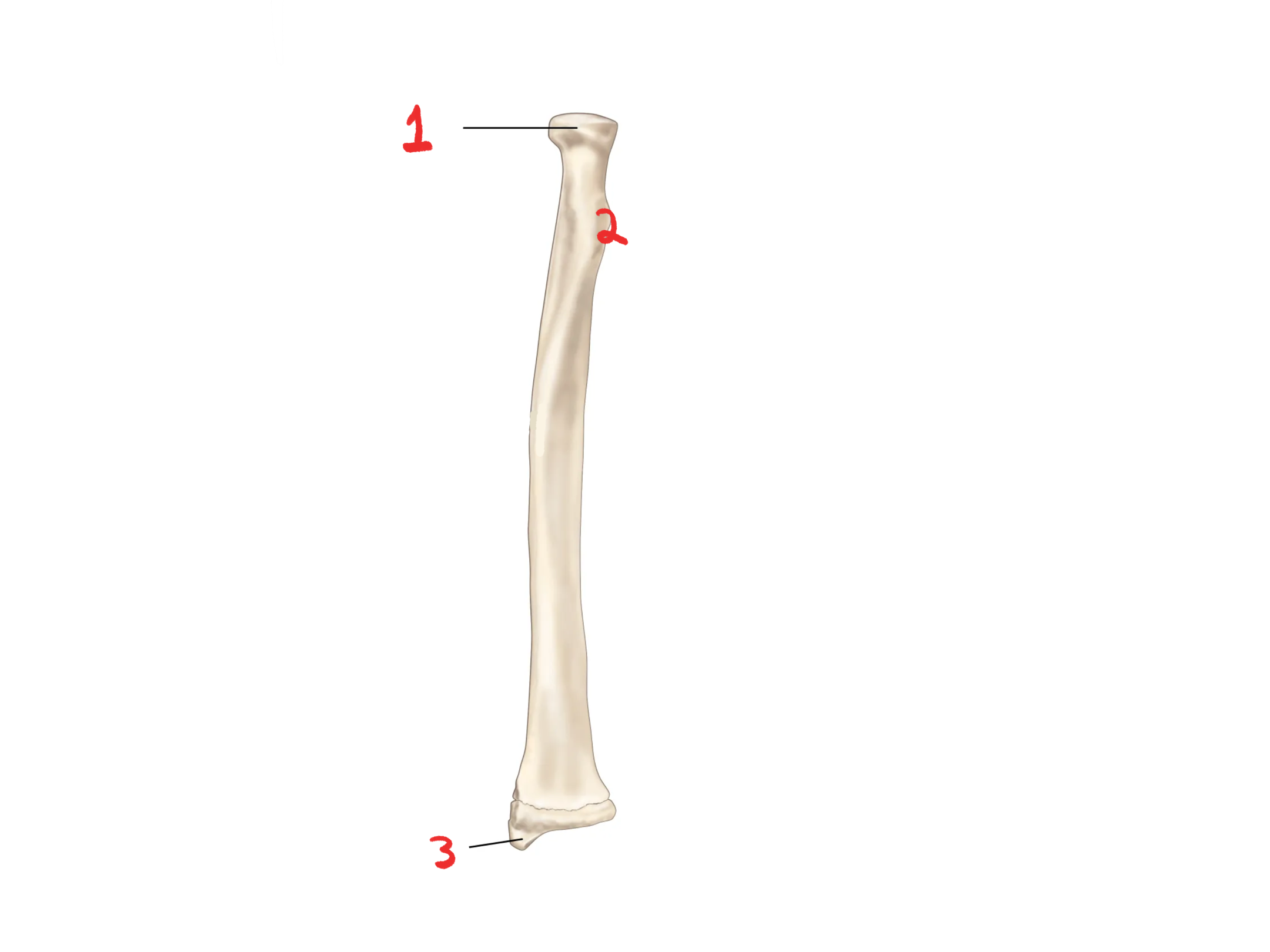 <p>What is this bone?</p>