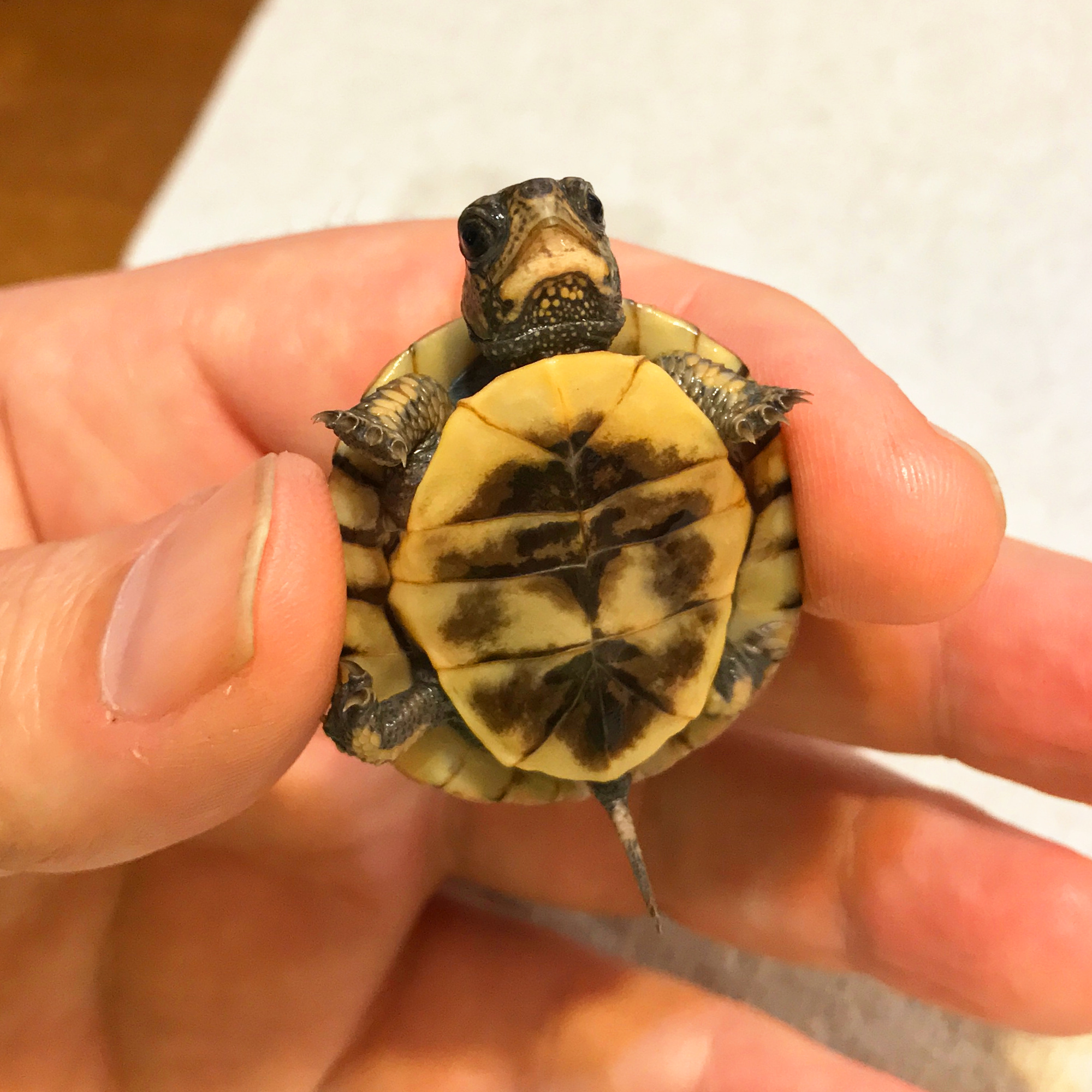 <p>Ventral side of a turtle’s shell.</p>