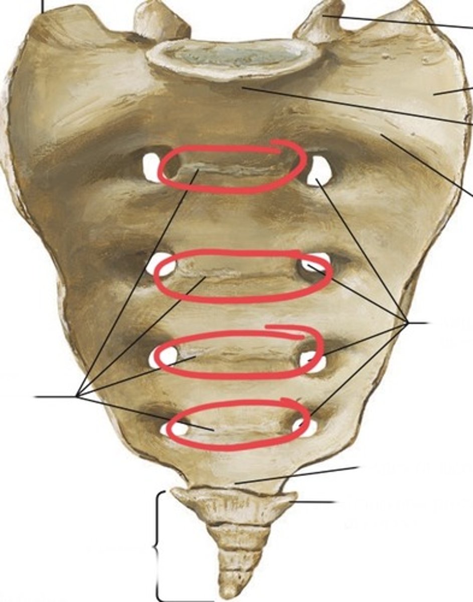 <p>(anterior)</p>
