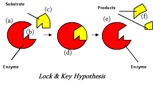 A model used to explain how enzymes work: the chemical that reacts is called the substrate (key) and it fits into the enzyme's active site (lock).
