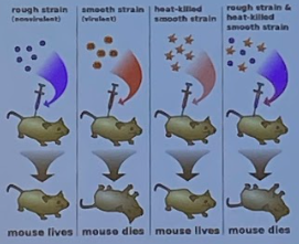 * DNA from surroundings/environment 
* incorporate foreign DNA as __plasmids__ or into the bacterial genome
* types of species: don’t have to be the same
* horizontal
* Griffith’s experiment
* not specific
* # of bacteria: 1

\
1) donor bacterium dies, leaves behind DNA fragments

2) recipient cell takes up donor DNA

3) recipient cell integrates same donor DNA into genome 