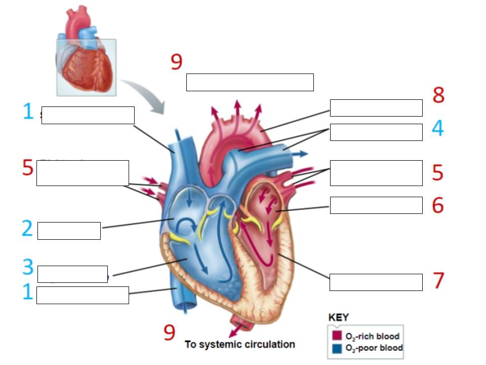 <p>Trace the path blood takes thru the heart (image)</p>