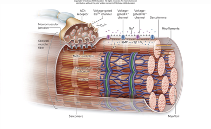 <p>muscle fibers exhibit resting membrane potential (RMP) </p>