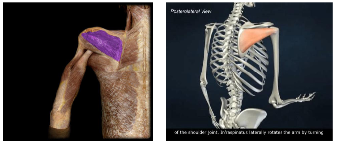 <p>Action: Shoulder external/lateral rotation</p>