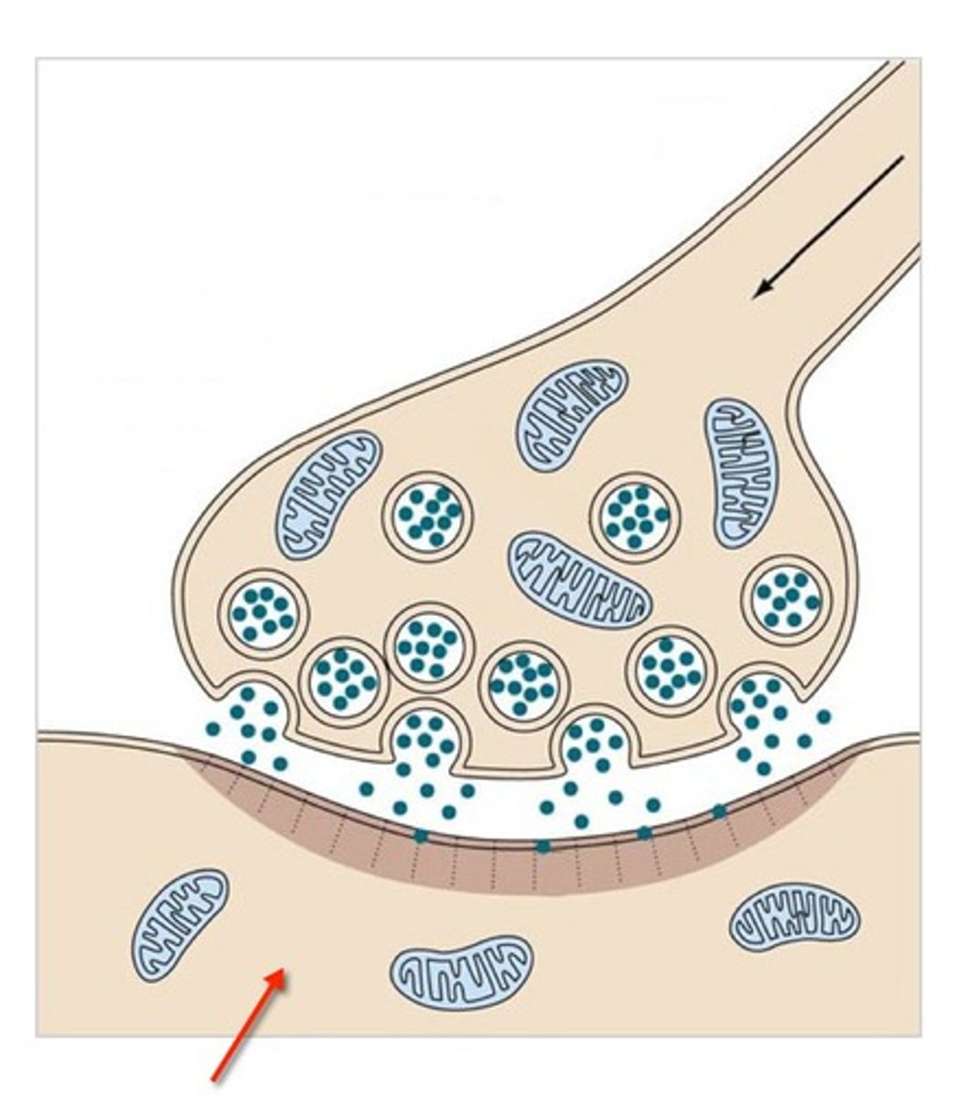 <p>The cell that is receiving the signal, contains protein receptors</p>