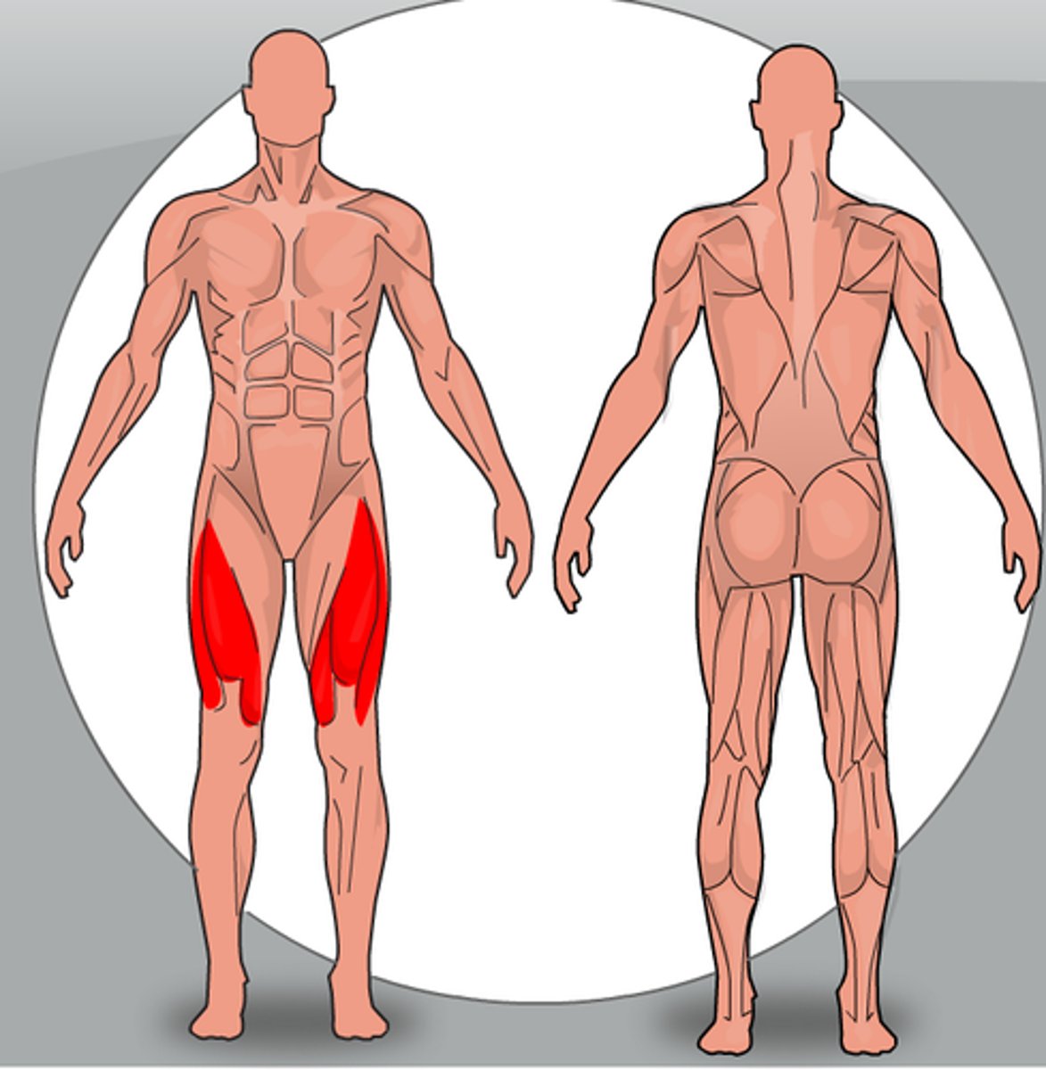 <p>Quadriceps femoris (quads)</p>