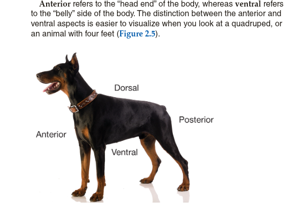 <p><strong>Anterior</strong><span> refers to the “head end” of the body, whereas </span><strong>ventral</strong><span> refers to the “belly” side of the body. The word </span><em>posterior</em><span> refers to the tail end, or rear, of the body. The word </span><em>dorsal</em><span> refers to the back of the body or the spinal column.</span></p>