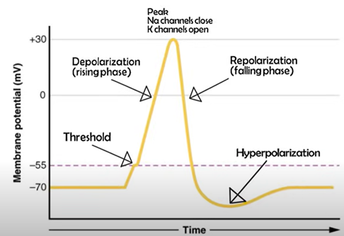 <ol type="1"><li><p><span><span>Start at -70 = resting potential</span></span></p></li><li><p><span><span>When threshold is reached (-55mv)</span></span></p><ol type="a"><li><p><span><span>voltage dependent Na+ channels open causing influx of positive Na+ into the cell = Depolarisation</span></span></p></li></ol></li><li><p><span><span>When cell reaches its peak, Na+ voltage channels turn off and cant turn on again</span></span></p></li><li><p><span><span>Inside cell is now + 40 charged so diffusion and electrostatic pressure pushes K+ ions out</span></span></p></li><li><p><span><span>Voltage dependent K+ channels are less sensitive than Na+ so they open later allowing for K+ to flow out</span></span></p></li><li><p><span><span>Refractory period = brief time where membrane potential is less than normal in RP, membrane is hypo polarised</span></span></p></li></ol><p></p>