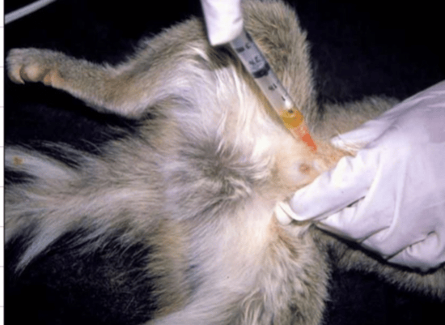 <p>what is the name for this procedure?</p>