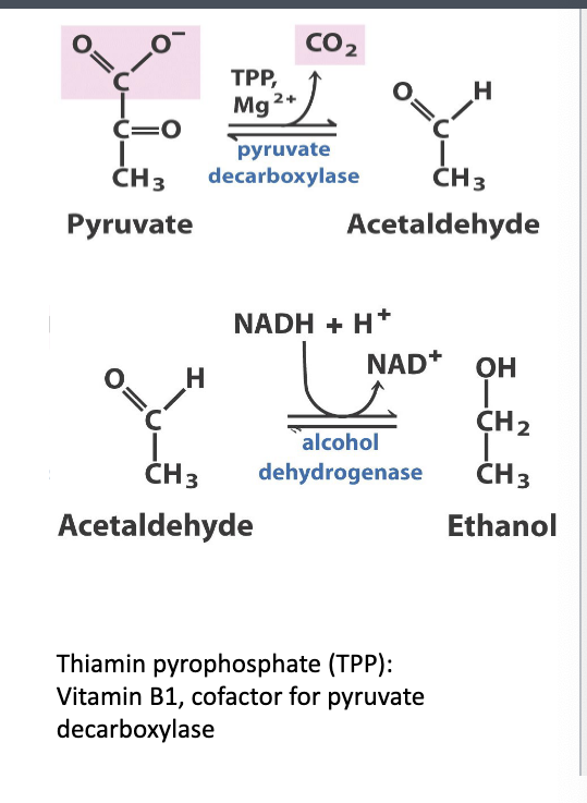 <ul><li><p>example = beer</p></li><li><p>pyruvate → acetaldehyde + CO<sub>2</sub> </p><ul><li><p>enzyme catalyzing rxn = pyruvate decarboxylase</p></li><li><p>cofactor = thiamine pyrophosphate (TPP) and Mg<sup>2+</sup></p></li></ul></li><li><p>acetaldehyde → ethanol</p><ul><li><p>enzyme=  alcohol dehydrogenase</p></li><li><p>NADH + H → NAD+</p><ul><li><p>uses this to <strong>reduce acetaldehyde</strong></p></li><li><p>regenerates NAD+ to keep glycolysis running</p><ul><li><p>NAD+ is coupled to ATP which is why its regeneration is important</p></li></ul></li></ul></li></ul></li></ul><p></p>