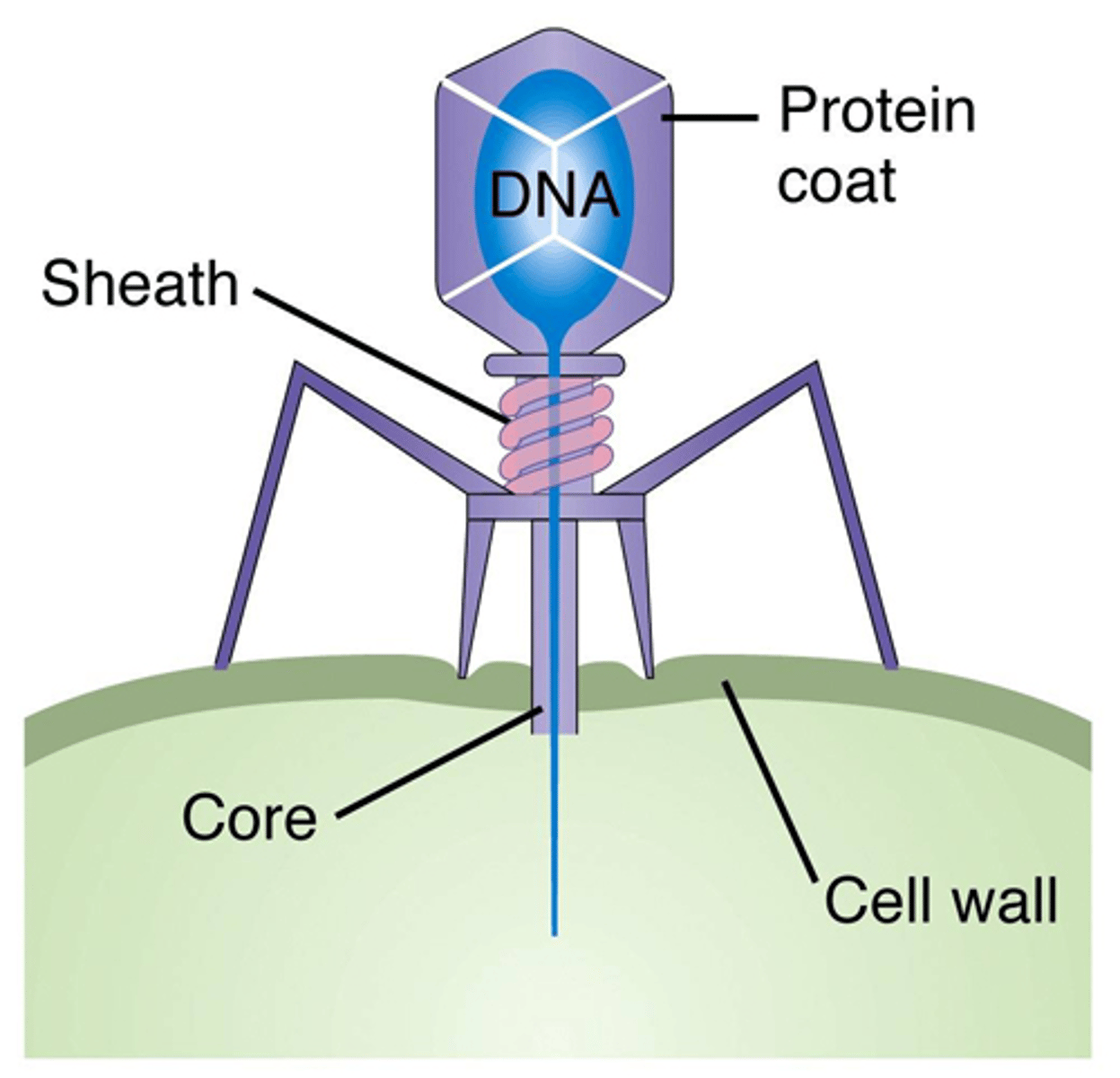 <p>A virus that infects bacteria</p>