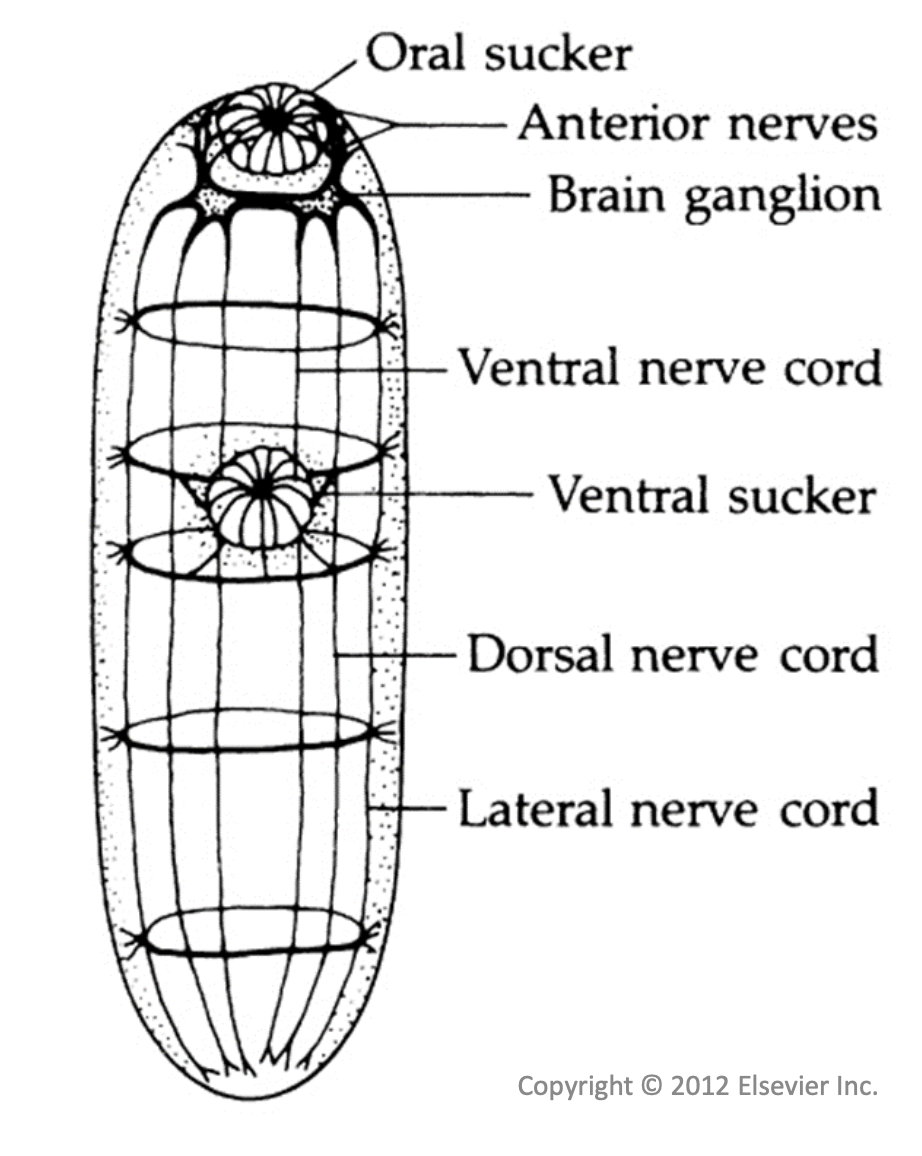 <ul><li><p>cerebral (brain ganglion)</p></li><li><p>nerve chords</p></li><li><p>sensory endings</p><ul><li><p>chemoreceptors</p></li><li><p>tangoreceptors</p></li></ul></li></ul>