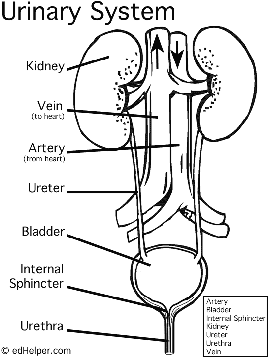 <p>always review, visualize learning (artery right, vein left)</p><p>victory through academic commitment (veins to heart, arteries come from heart)</p>