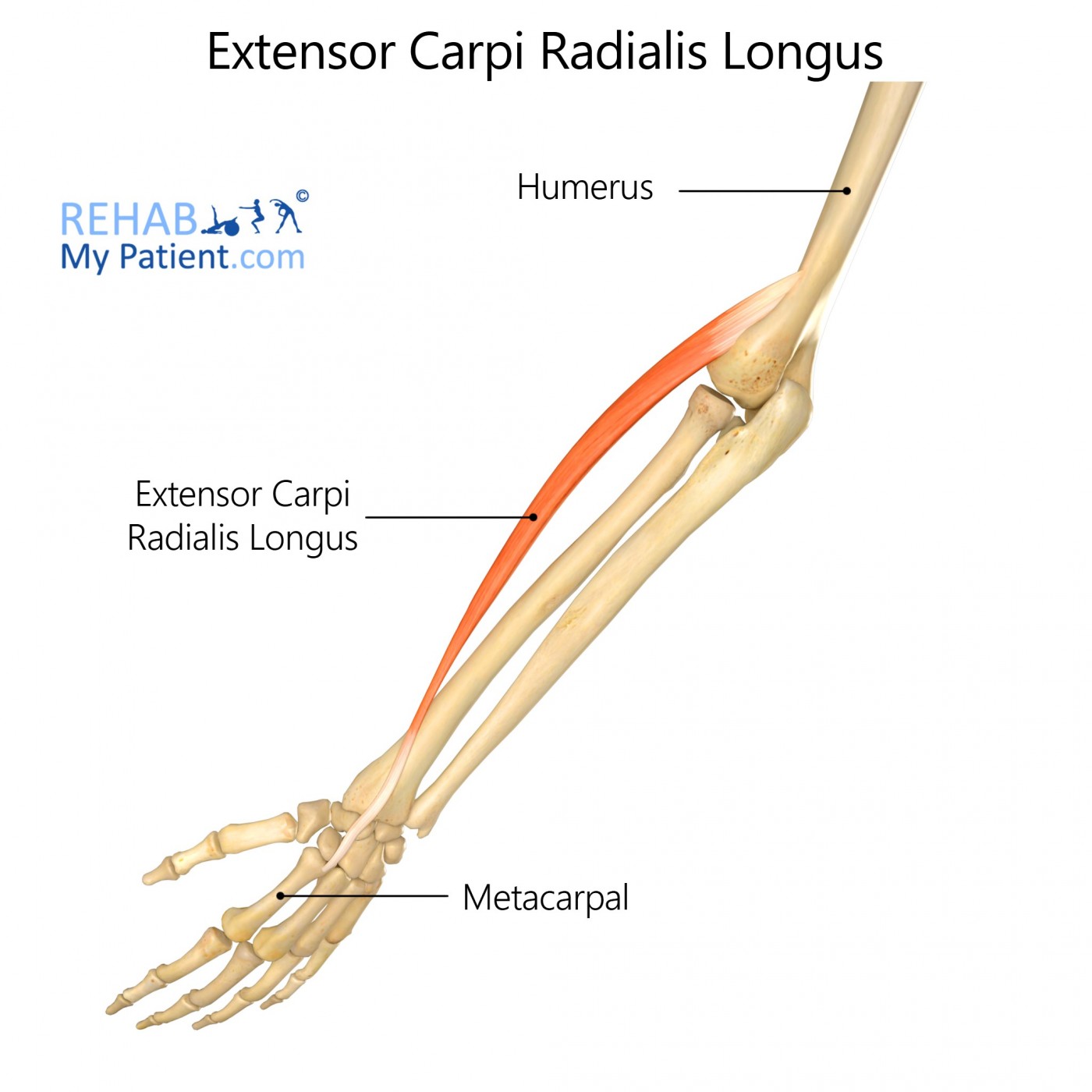 <p>Runs from the lateral epicondyle to the base of the second metacarpal; extends and abducts the wrist.</p>