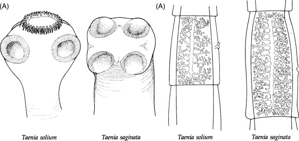 <ol><li><p><strong>taenia solium (pork tapeworm)</strong></p><ul><li><p><span style="color: blue">has rostelleum with 2 rows of hooks</span></p></li><li><p>2-3m</p></li><li><p>800-1000 segments</p></li><li><p>IH:<span style="color: blue"> pigs</span></p></li><li><p>FH: humans</p></li><li><p>causes <span style="color: blue">cysticercosis</span> in humans</p></li></ul></li><li><p><strong>taenia saginata (beef tapeworm)</strong></p><ul><li><p><span style="color: red">NO rostelleum or hooklets</span></p></li><li><p>5-10m</p></li><li><p>1000-2000 segments</p></li><li><p>IH: <span style="color: red">cattle</span></p></li><li><p>FH: humans</p></li><li><p>less pathogenic</p></li></ul></li></ol><p>both species belong to genus<strong> Taenia,</strong> part of phylum platyhelminthes (flatworms). Family: Taenidaee. </p>