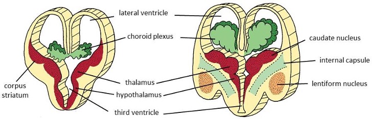 <ol><li><p>the ventral region: subpallium = striatal rigde → corpus striatum → caudate nulecus &amp; lentiform nucleus</p></li><li><p>dorsal region: pallium → hippocampus, cerebral cortex, commissures, olfactory bulbc &amp; tracts</p></li></ol><p></p>
