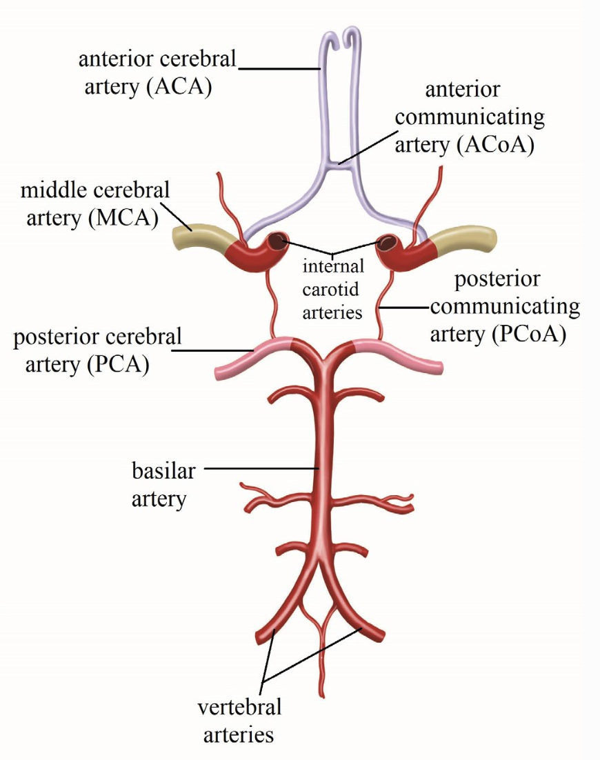 <p>Circle of Willis </p>