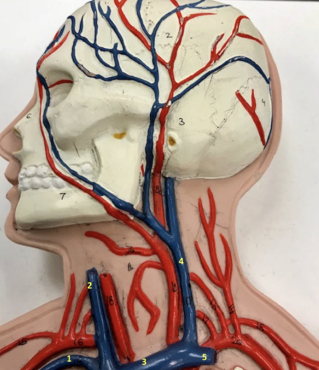 <p>What vein is 4?</p>