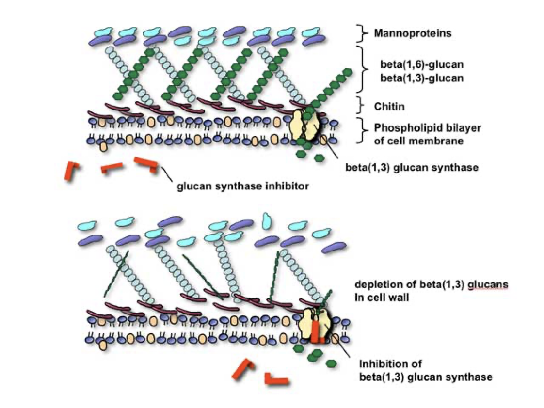 <p><strong>FUNGAL CELL WALL</strong></p><ul><li><p>Main component = <strong>glucans</strong></p></li><li><p>Can inhibit the production of glucans to weaken the cell wall</p></li><li><p>Inhibit the enzyme<strong> beta (1,3) glucan synthase </strong></p></li></ul><p></p>