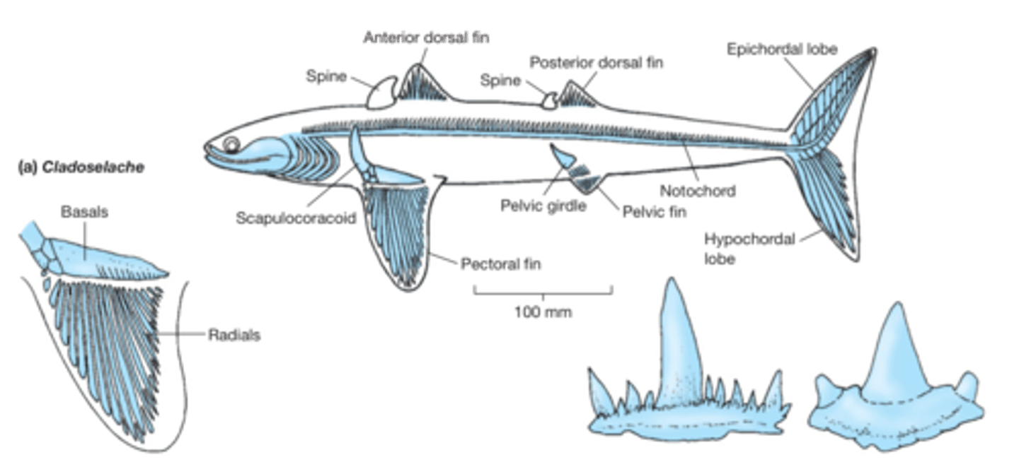 <p>ancestral traits ( come from primitive condition)</p>