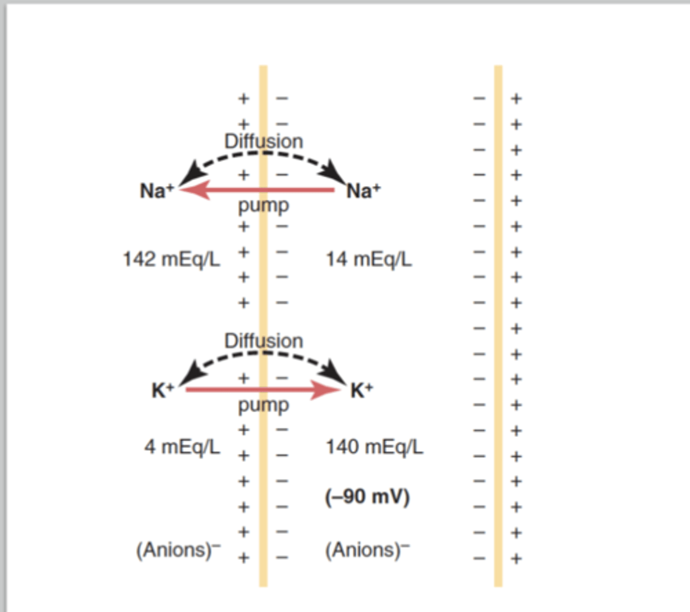 <p>What does membrane potential do for cells? (3)</p>