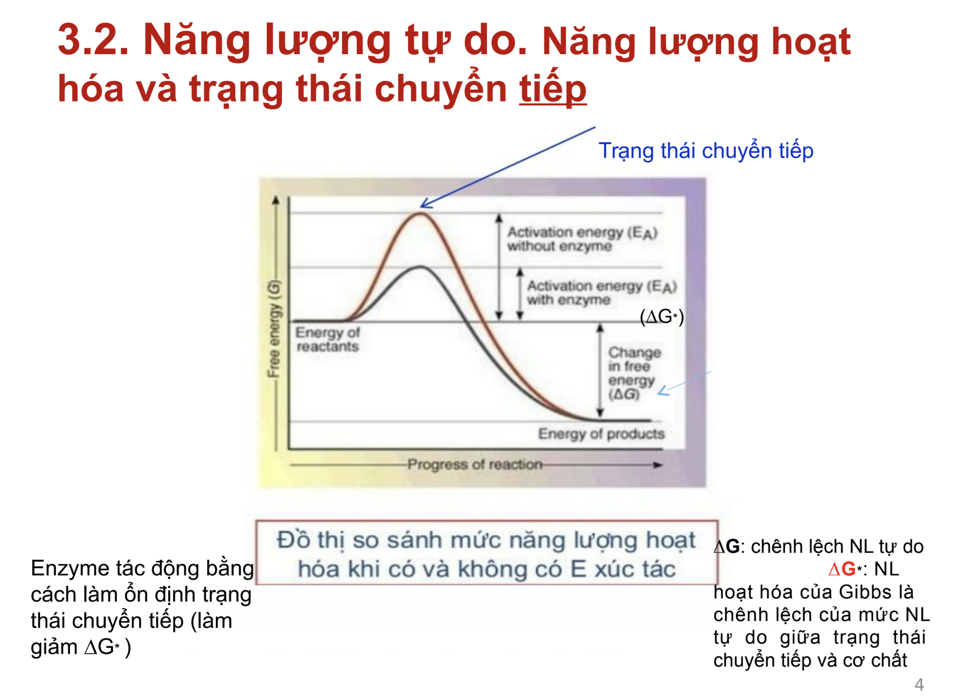 <p><strong>Dựa vào đồ thị, vì sao enzyme lại làm cho phản ứng xảy ra nhanh hơn?</strong></p><p>A. Vì enzyme làm tăng ΔG*, nên cơ chất dễ đạt đến trạng thái chuyển tiếp hơn</p><p>B. Vì enzyme làm giảm ΔG*, nên cơ chất khó đạt đến trạng thái chuyển tiếp hơn</p><p>C. Vì enzyme làm giảm ΔG*, nên cơ chất dễ đạt đến trạng thái chuyển tiếp hơn</p><p>C. Vì enzyme làm giảm ΔG*, nên cơ chất dễ đạt đến trạng thái tự do hơn</p>