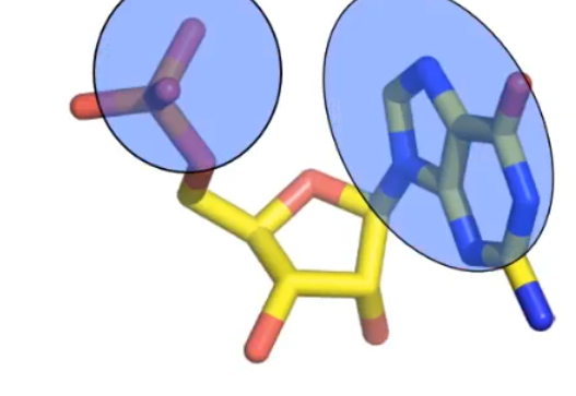 <p>this represents what nucleotide conformation?</p>