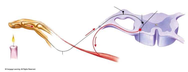 <p>→ protective function</p><p>→ PNS connects with CNS and is involved in cranial or spinal pathways</p><p>→ spinal reflex: withdrawal reflex</p>