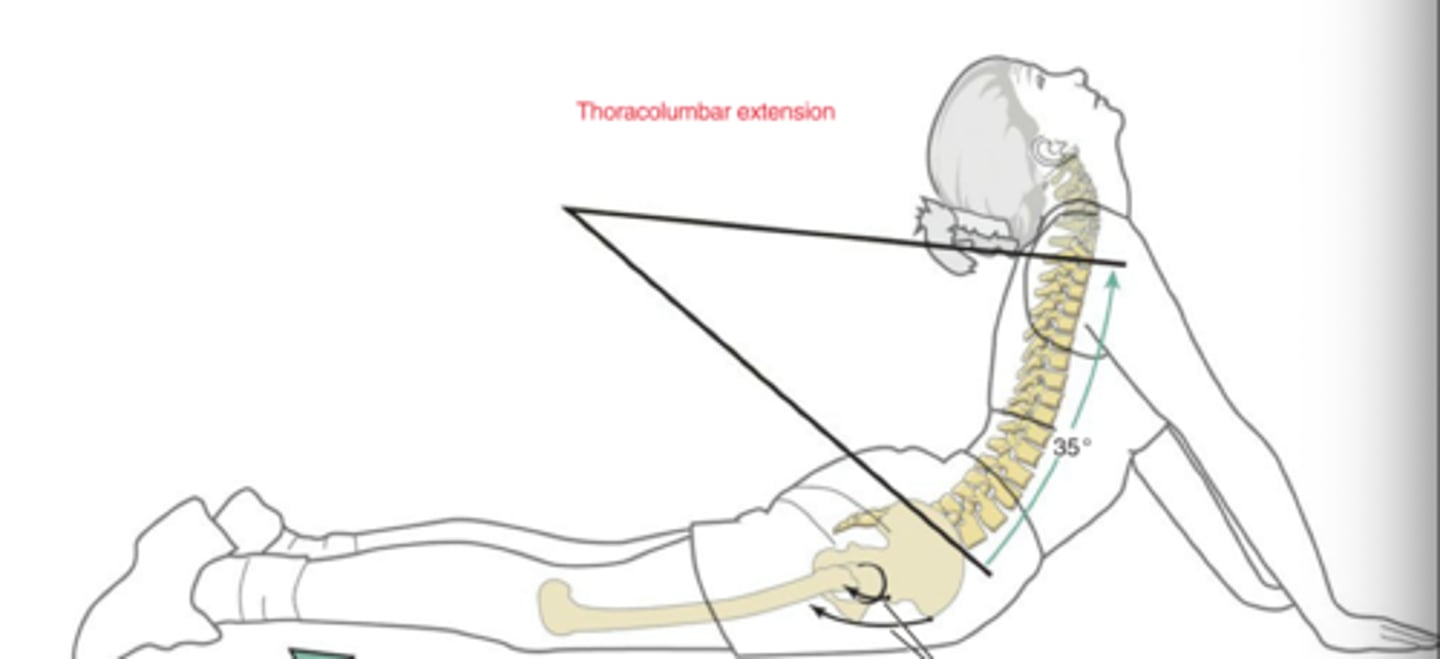 <p>Thoracic Region:</p><p>In thoracolumbar extension, the facets are doing what?</p>