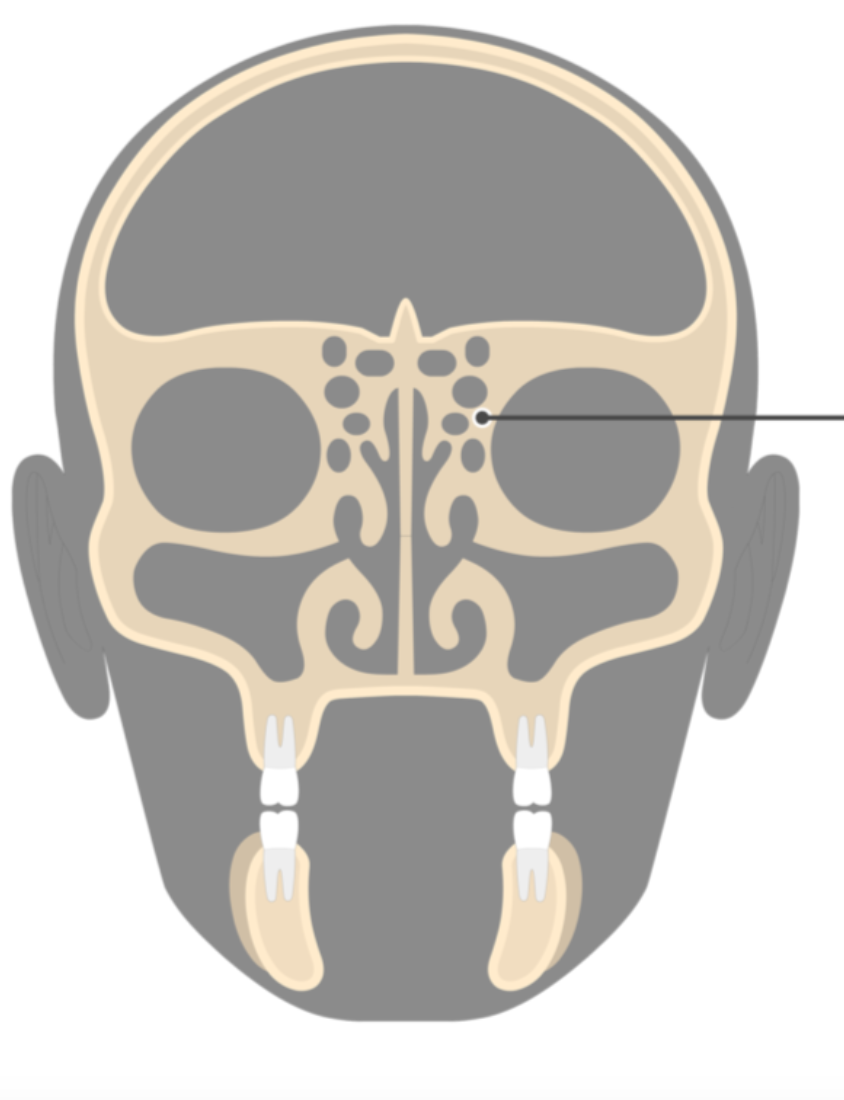 <p>structure and where it drains </p>