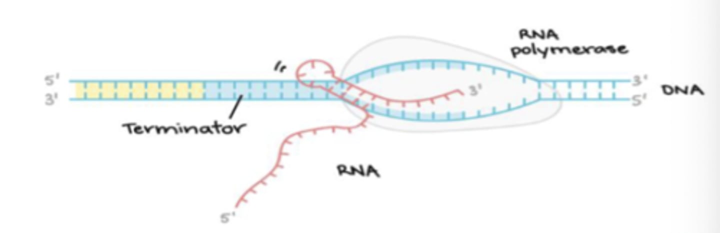<p>transcription terminated by synthesized RNA product of stop signals</p><p>not due to stop signals themselves within the DNA template</p>