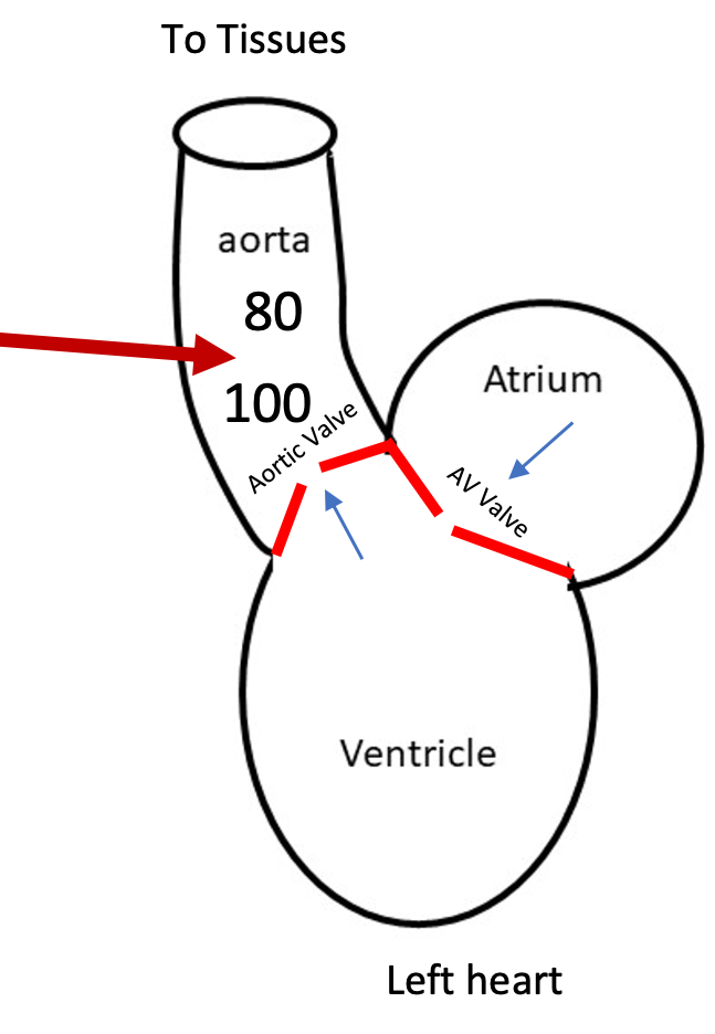 <ol><li><p>Sympathetic nerve activity stimulates smooth muscle contraction to constrict arterioles (vasculature) so systemic blood pressure increases</p></li><li><p>Aortic pressure increases</p><ol><li><p>Aortic valve only opens when ventricular pressure goes above aortic pressure</p></li><li><p>Ventricle must generate more pressure to go above higher aortic pressure to open aortic valve to eject blood</p></li></ol></li><li><p>When pressure is higher on the leading side the valve will open</p></li></ol>