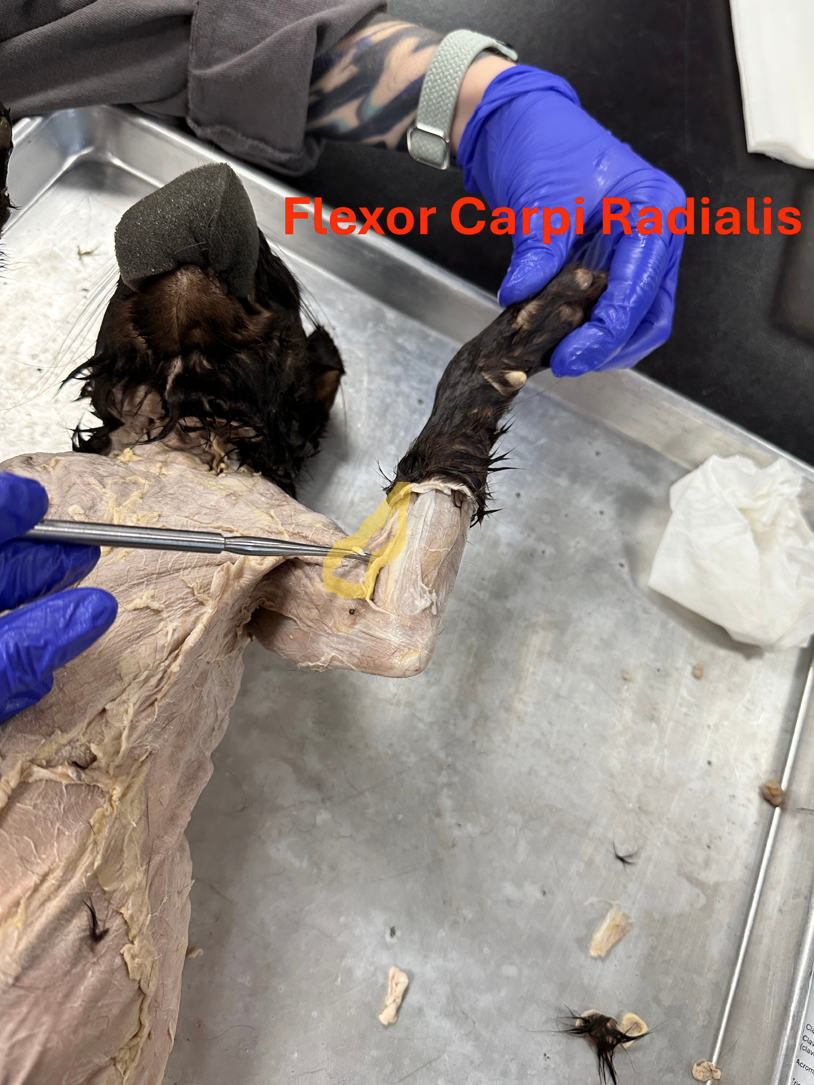 <p>Flexor carpi radialis (Anterior forelimb muscles)</p>