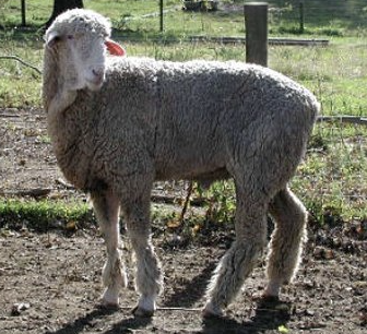 <ul><li><p>backbone of the american sheep industry </p></li><li><p>foundation of most western range flocks </p></li><li><p>descends entirely from spanish merino </p></li><li><p>dual-purpose </p></li><li><p>producing desirable carcass and good fine wool </p></li><li><p>large size, rugged, long-lived, strong flocking instincts </p></li><li><p>distribution: north america, europe</p></li></ul><p></p><p></p><p></p>