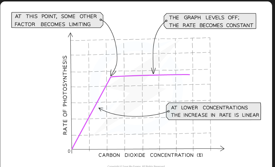 <p>Increasing CO2 conc. increases rate of carbon fixation in Calvin Cycle, and rate of TP production </p>