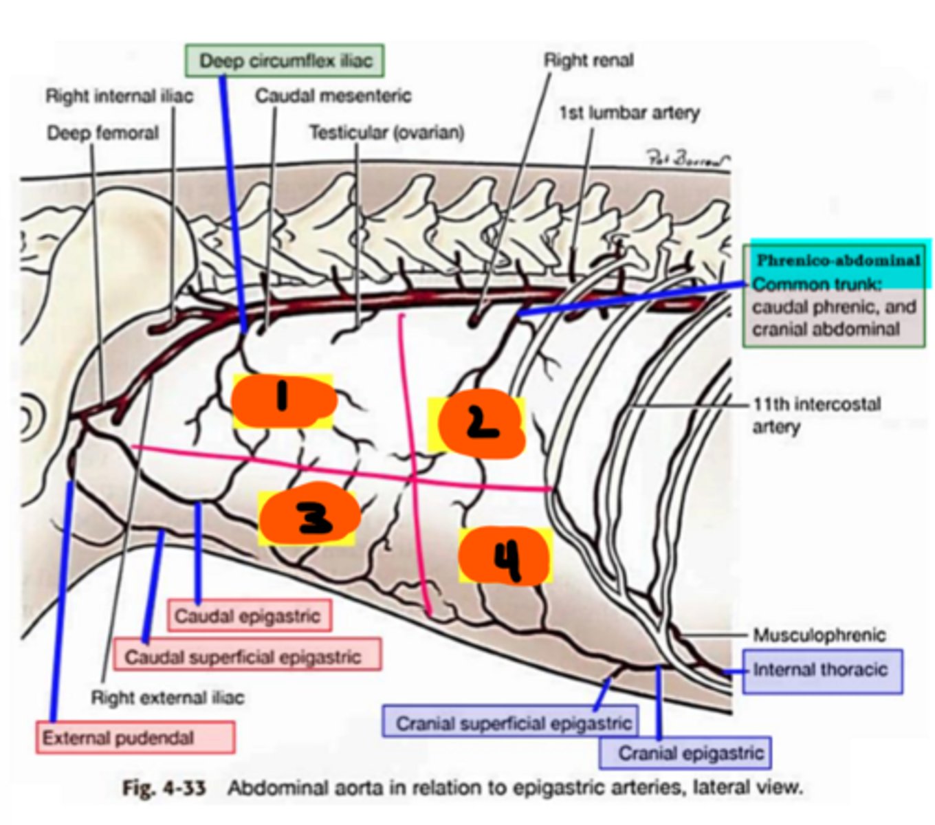 <p>Quadrants of abdominal wall:</p><p>1</p>