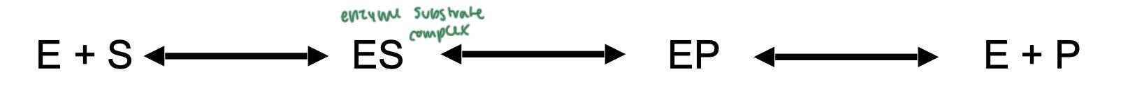 <ul><li><p>enzyme interacts with the substrate, does induced fit</p></li><li><p>now you have an enzyme-substrate complex</p></li><li><p>a product starts being formed</p></li><li><p>the product (changed substrate) gets released from the enzyme</p></li></ul><p></p>