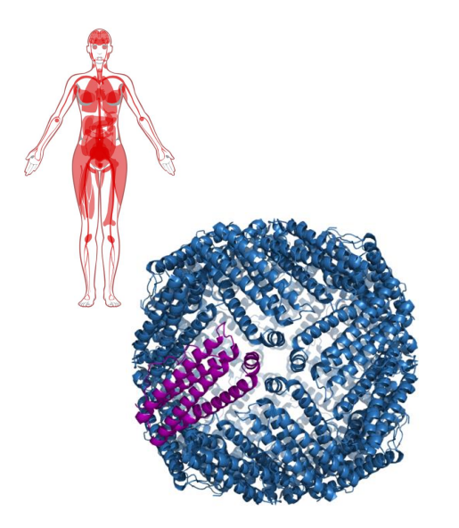 <p>- storage sites: liver, bone marrow and spleen</p><p>- Iron forms a complex with ferritin</p><p>- Ferritin is in Cytosolic form in almost all cells to prevent formation of free radicals (we need to chealate iron (sequester it))</p><p>- 24 subunit protein, forms a nanocage</p><p>- Stores 4500 Fe2+ ions</p><p>.</p><p>- diagram shows ferritin</p>