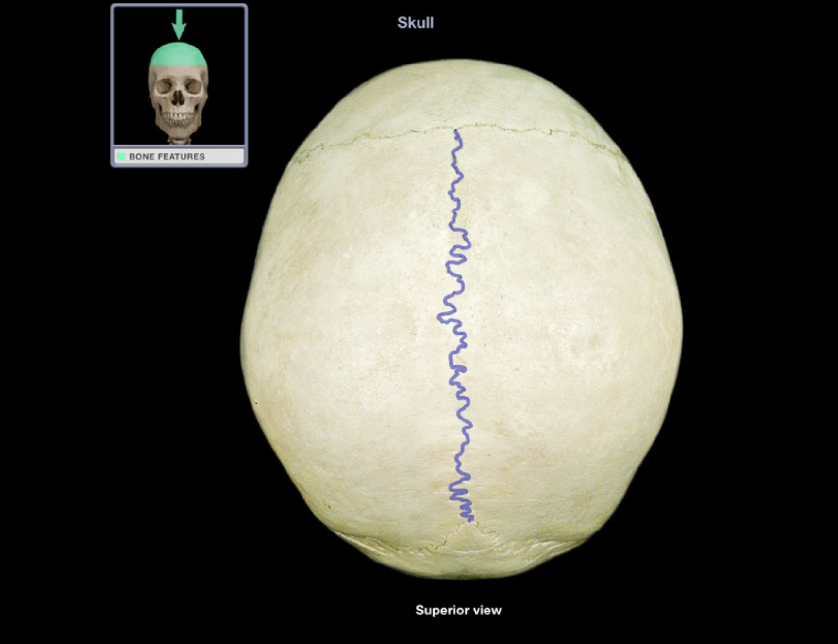 <p class="p1">Sagittal suture</p>