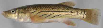 <p>Striped killifish</p>