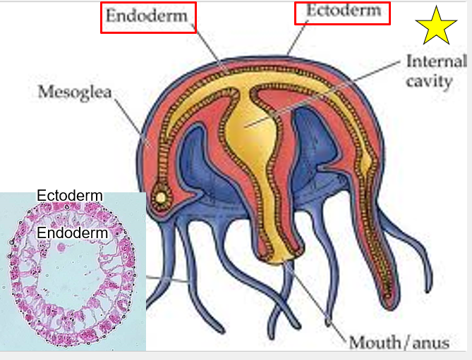 <p>Mesoglea Endoderm Ectoderm Internal cavity Mouth/anus</p>