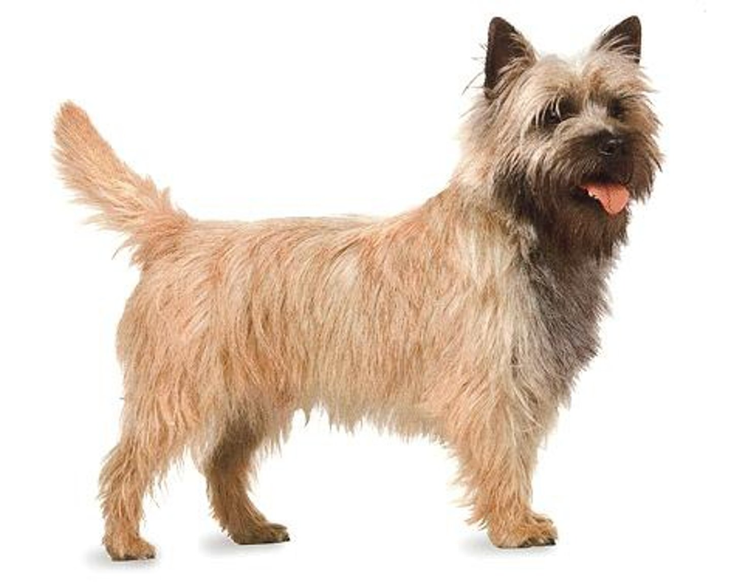 <p>Terrier</p>