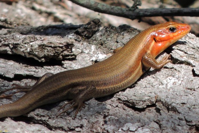 <p>Broad-Headed Skink</p>