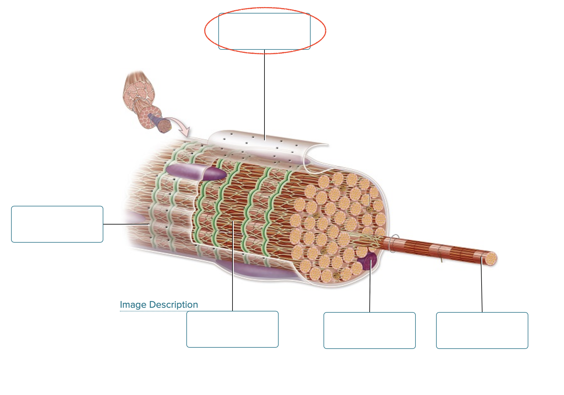 <p><span><span>Label the structures of a skeletal muscle fiber.</span></span></p>