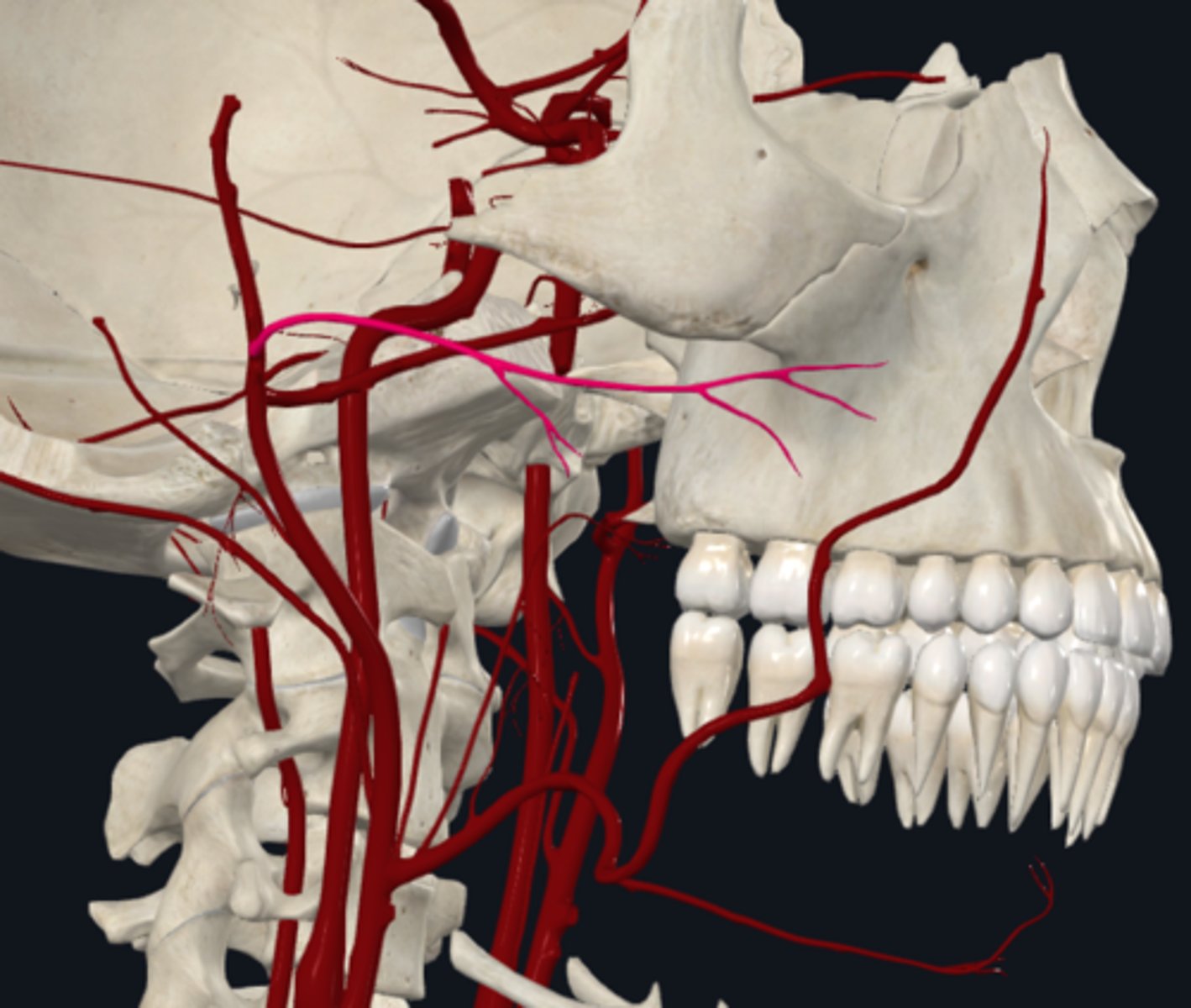 <p>What is the branch of the superficial temporal artery? What is its course and what is it supplied by?</p>