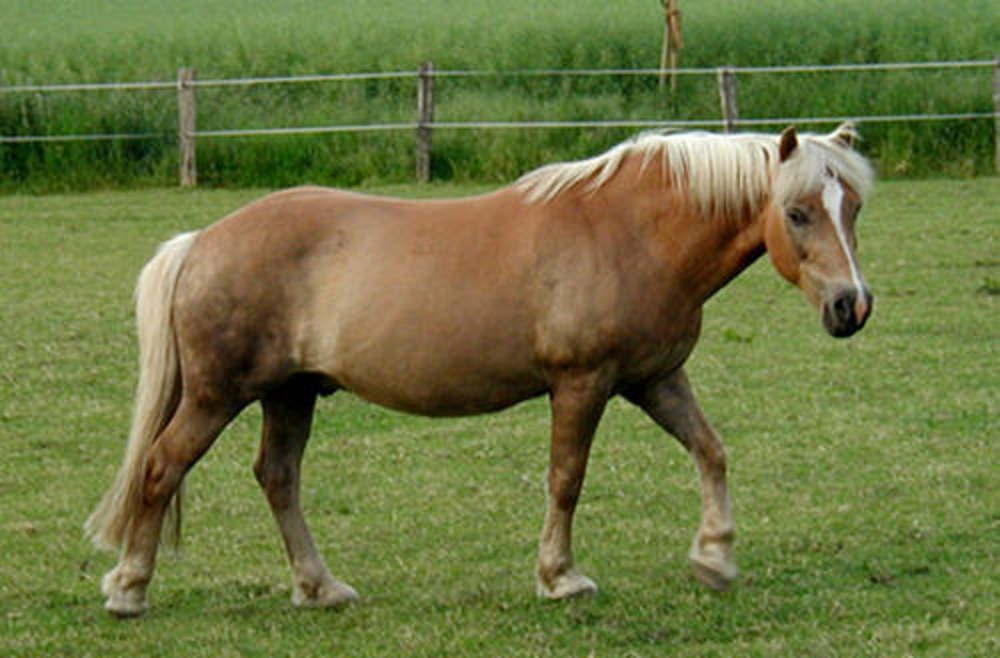 <p>Flaxen chestnut, Eumetric, saddle. Austria</p>